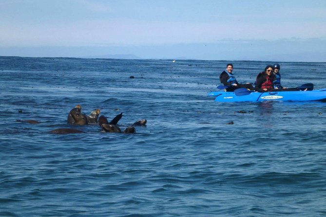 La Jolla Sea Caves Kayak Tour For Two (Tandem Kayak) - Pick your time slot: morning or afternoon paddling