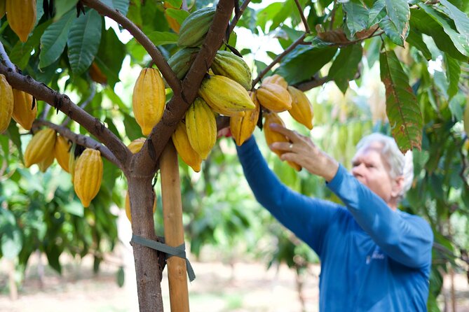 Lahaina: Maui Ku'ia Estate Guided Cacao Farm Tour and Tasting - Key things I think you’ll care about