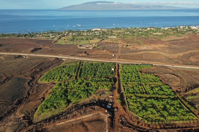 Lahaina: Maui Ku'ia Estate Guided Cacao Farm Tour and Tasting - The cacao estate walk: what you actually learn on the ground