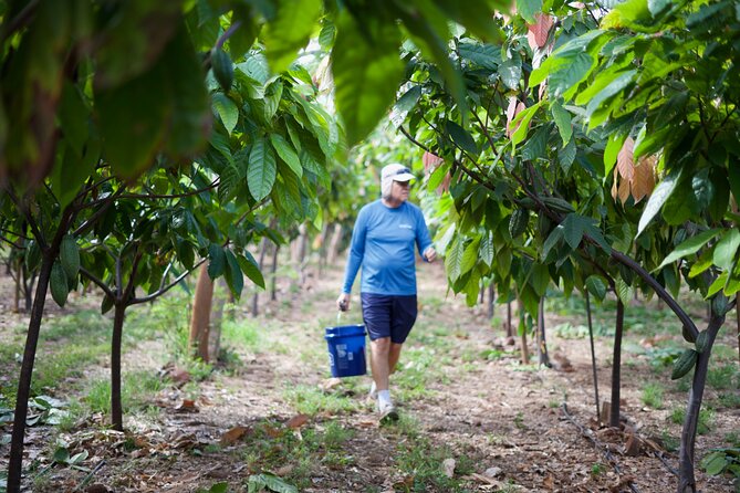 Lahaina: Maui Ku'ia Estate Guided Cacao Farm Tour and Tasting - The guided tasting: 9 pieces, and how to get more out of it