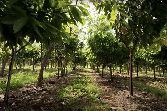 Lahaina: Maui Ku'ia Estate Guided Cacao Farm Tour and Tasting - Guides matter here, and the personalities show