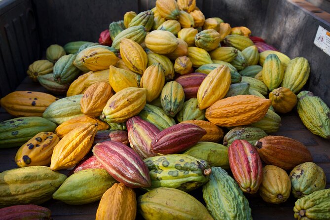 Lahaina: Maui Ku'ia Estate Guided Cacao Farm Tour and Tasting - Price, value, and what you are really paying for