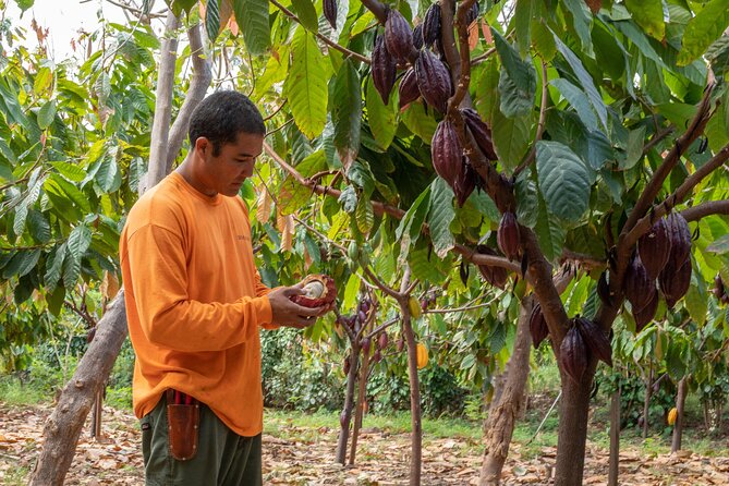 Lahaina: Maui Ku'ia Estate Guided Cacao Farm Tour and Tasting - The Lahaina start: where you get oriented fast