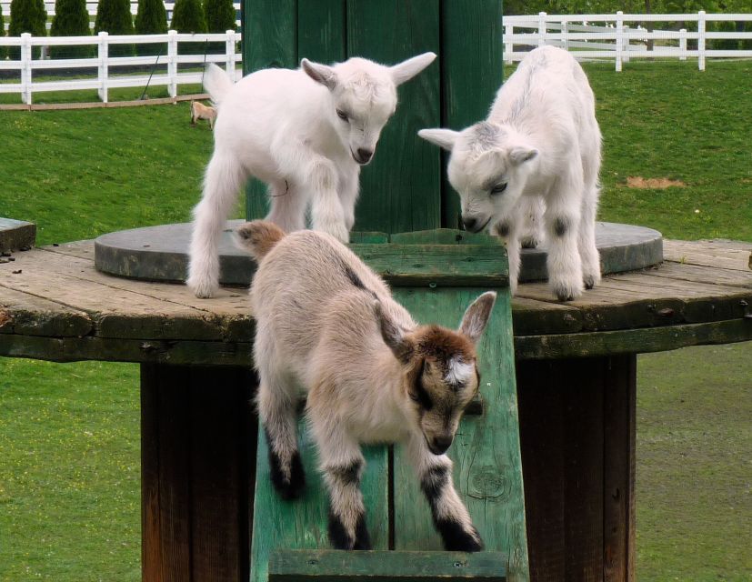 Lancaster County: Amish Farmlands, Museum Tour, Farm Visit - Price and Value: What $38 Really Buys