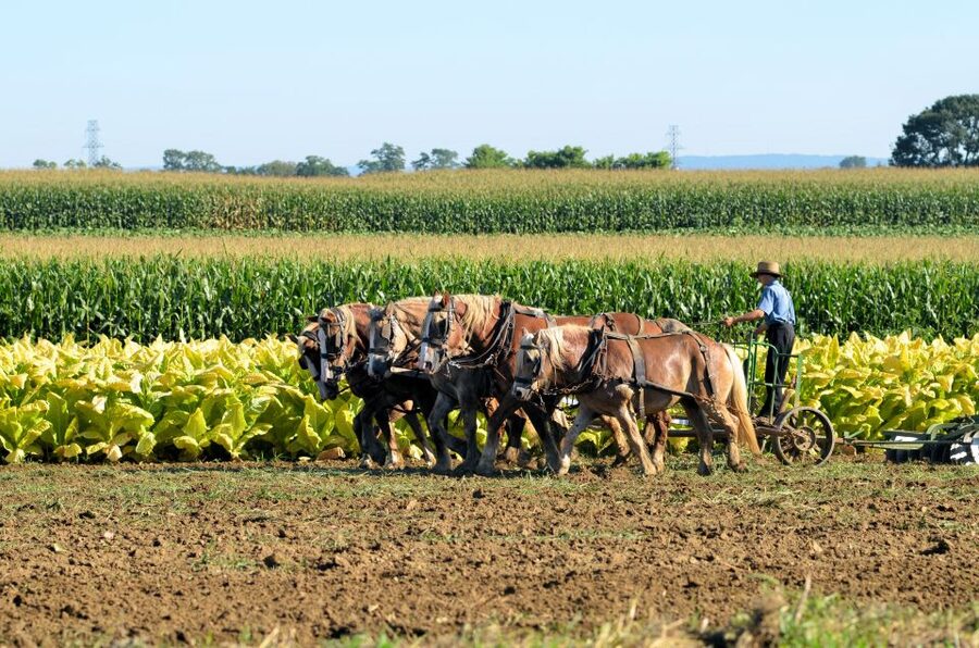 Lancaster County: Amish Farmlands, Museum Tour, Farm Visit - The One-Room Schoolhouse and School Books