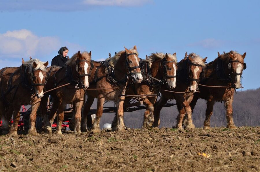Lancaster County: Amish Farmlands, Museum Tour, Farm Visit - The BBQ Barn and What You Might Eat