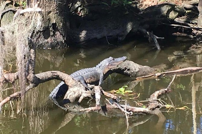 Large Airboat Swamp Tour with Transportation from New Orleans - Speed, Sound, and Photo Timing: How to Make the Most of the Ride
