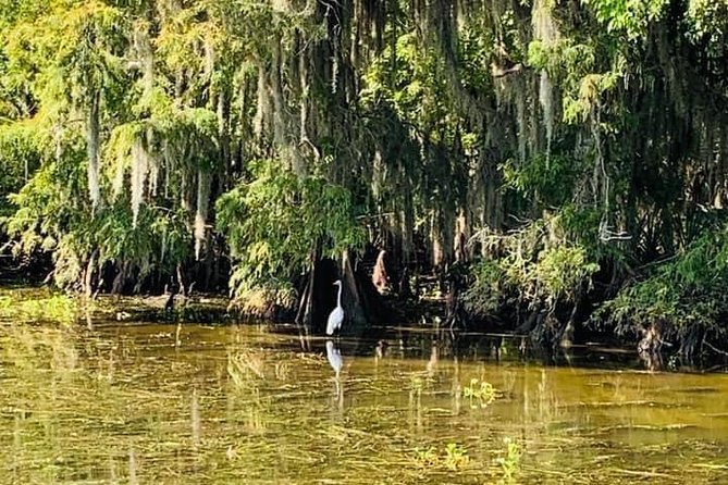 Large Airboat Swamp Tour with Transportation from New Orleans - Safety and Fit: Who Should Consider This, and Who Should Skip It