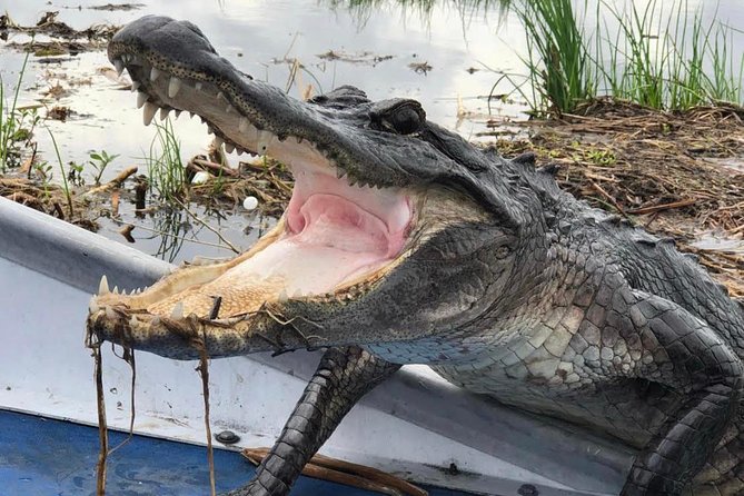 Large Airboat Swamp Tour with Transportation from New Orleans - Pickup From Downtown New Orleans: The Part Where You Want to Be Ready