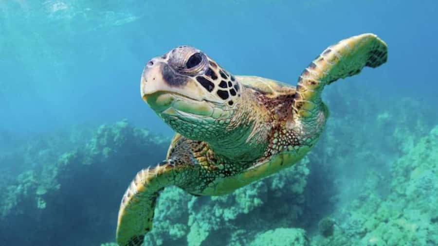 Las Vegas: Shark Reef Aquarium Entry Ticket - Getting there inside Mandalay Bay: the walking route that saves stress