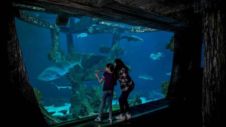 Las Vegas: Shark Reef Aquarium Entry Ticket - Your main show: the 360 tunnel and the 1.3 million gallon shipwreck