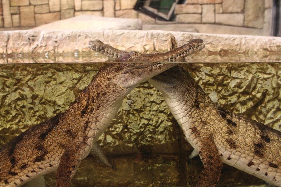 Las Vegas: Shark Reef Aquarium Entry Ticket - Touch pool time: stingrays and horseshoe crabs up close