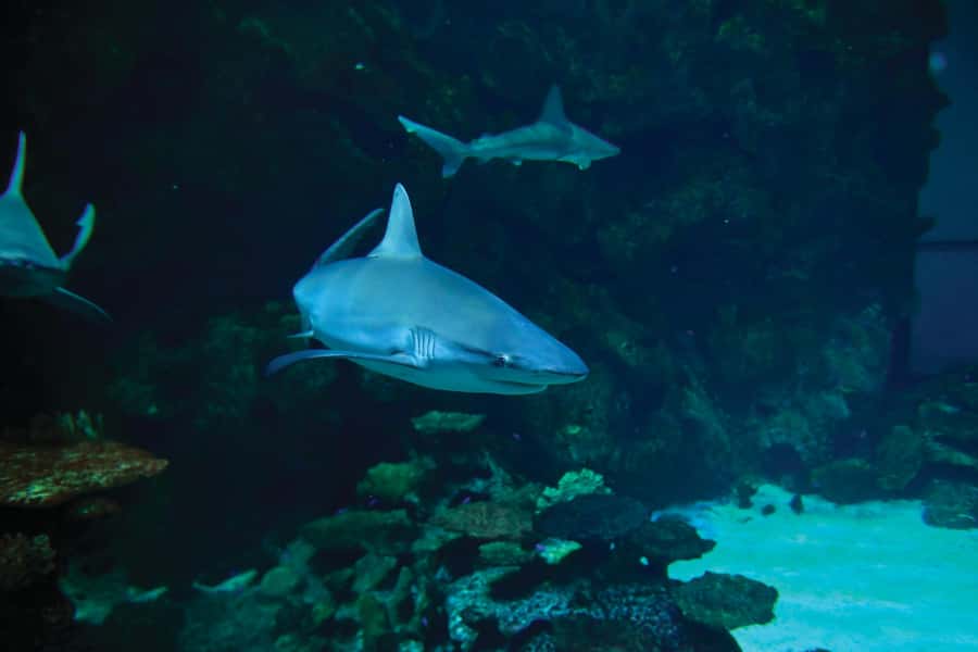 Las Vegas: Shark Reef Aquarium Entry Ticket - Undersea Explorer VR: swim with sharks, with a time limit