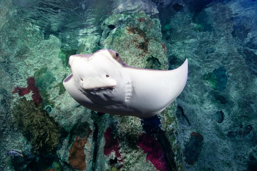 Las Vegas: Shark Reef Aquarium Entry Ticket - How long it takes and when to go for the best experience