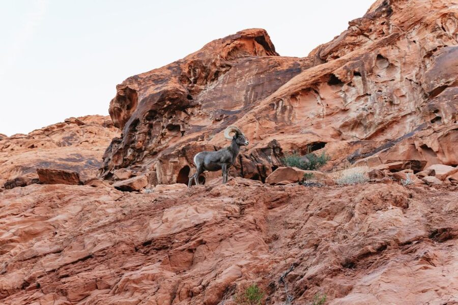 Las Vegas: Valley of Fire Guided Hike with Drinks and Snacks - Timing and what a 4-6 hour tour feels like
