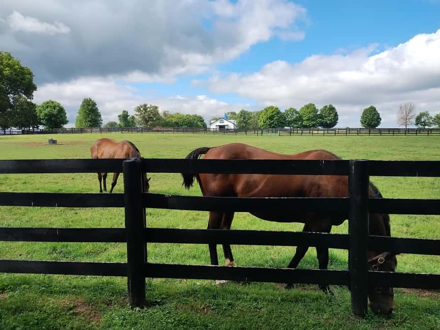 Lexington: Thoroughbred Horse Farm Tour and Scenic Bluegrass - Should You Book This Lexington Thoroughbred Horse Farm Tour?