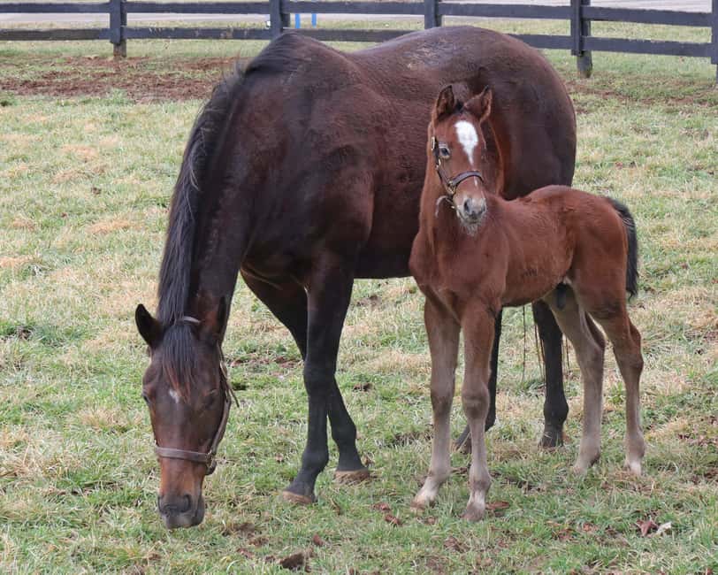 Lexington: Thoroughbred Horse Farm Tour and Scenic Bluegrass - Value: Does $45 Get You Enough Horse Country for the Money?