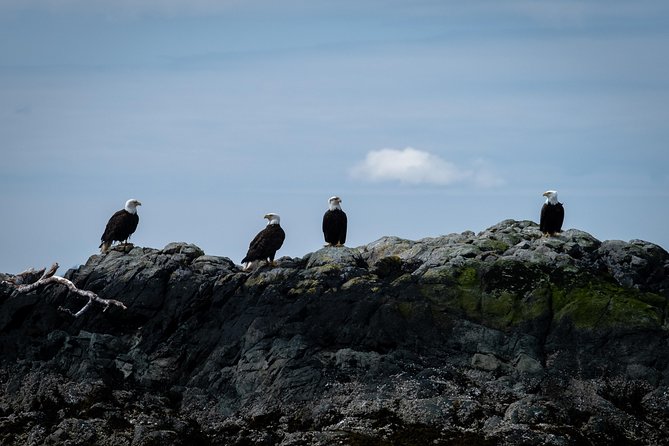 Lighthouse, Totems & Eagles Excursion (Ketchikan) - Key things I’d circle before you book
