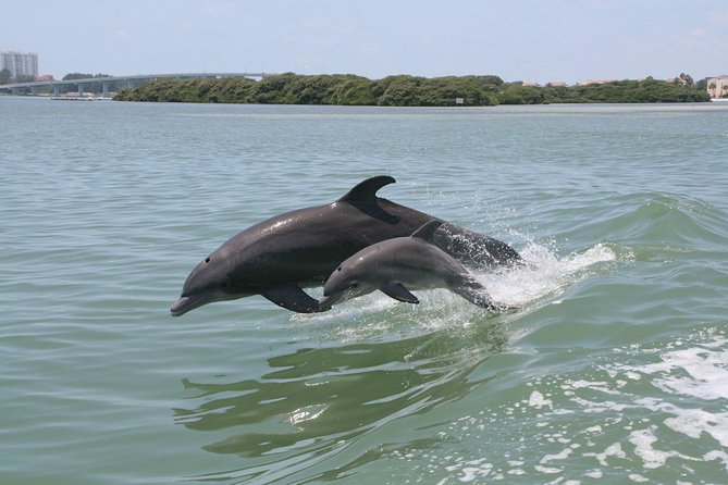 Little Toot Dolphin Adventure at Clearwater Beach - Key things to know before you go