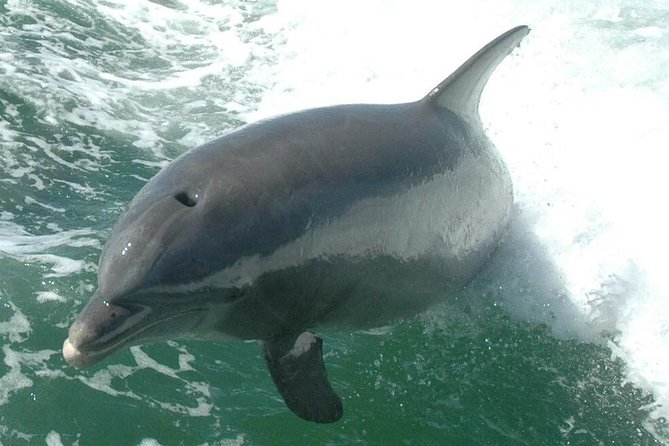 Little Toot Dolphin Adventure at Clearwater Beach - Best moments to aim for, and when to lower expectations