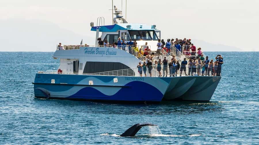 Long Beach: Whale and Dolphin Watching Cruise - Key things I’d circle before you book