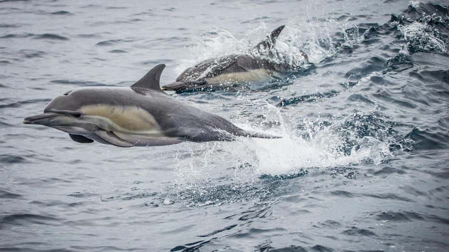 Long Beach: Whale and Dolphin Watching Cruise - Why Long Beach is a smart choice for whale watching