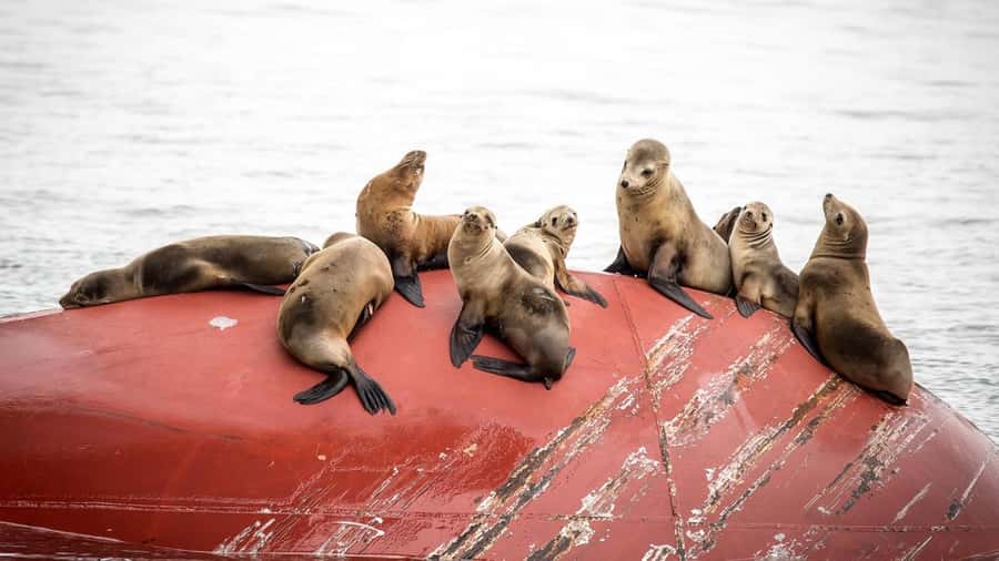 Long Beach: Whale and Dolphin Watching Cruise - What you actually learn on the water (and how it changes the cruise)