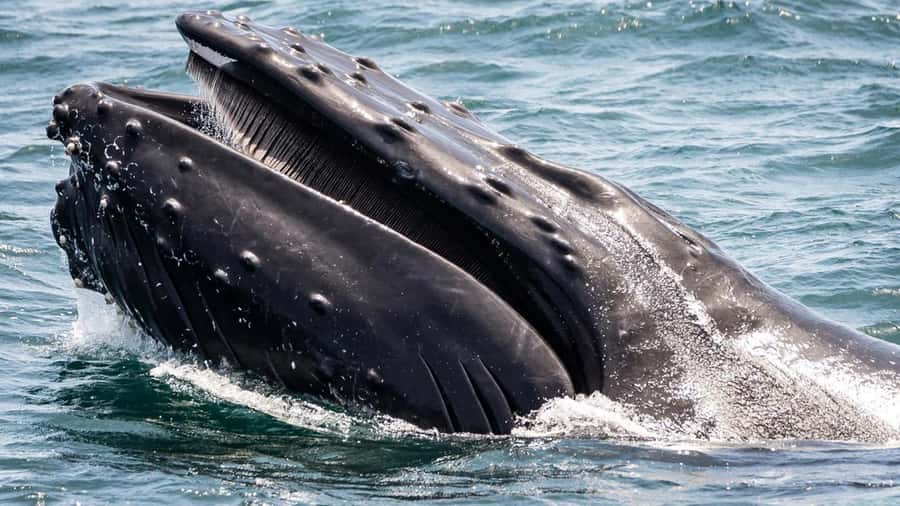 Long Beach: Whale and Dolphin Watching Cruise - The sightseeing route: Long Beach landmarks plus a working coastline