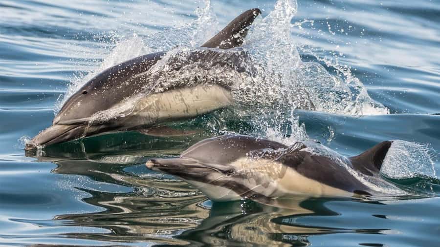 Long Beach: Whale and Dolphin Watching Cruise - What you might see: whales, dolphin pods, seals, and seabirds