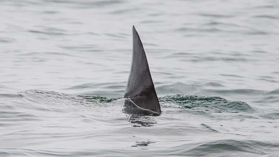 Long Beach: Whale and Dolphin Watching Cruise - Planning for the cold and the wind (this is the real trick)