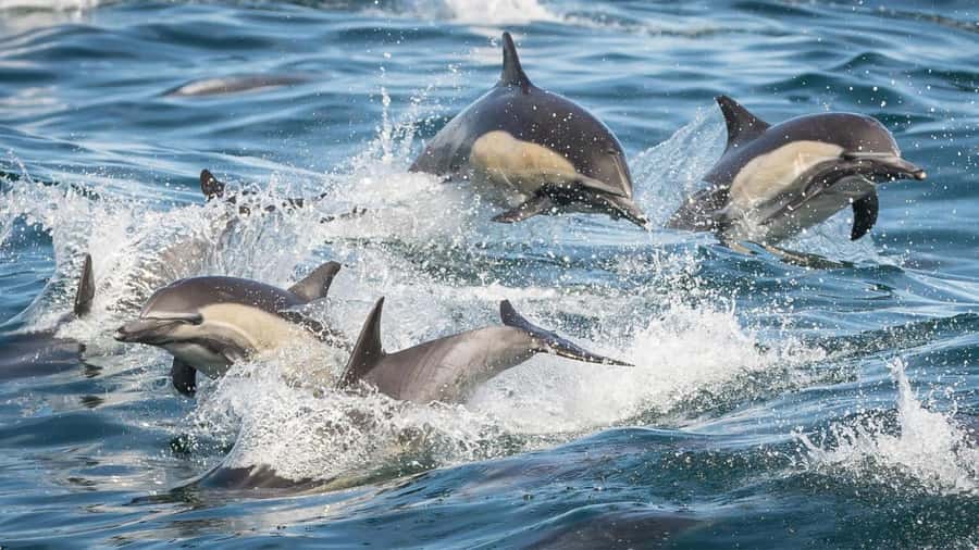 Long Beach: Whale and Dolphin Watching Cruise - Price and value: is $45 a fair deal for this kind of cruise?