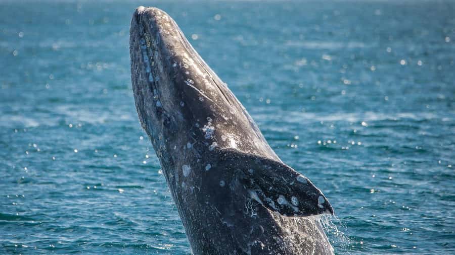 Long Beach: Whale and Dolphin Watching Cruise - Included comforts, extra costs, and how to structure your day
