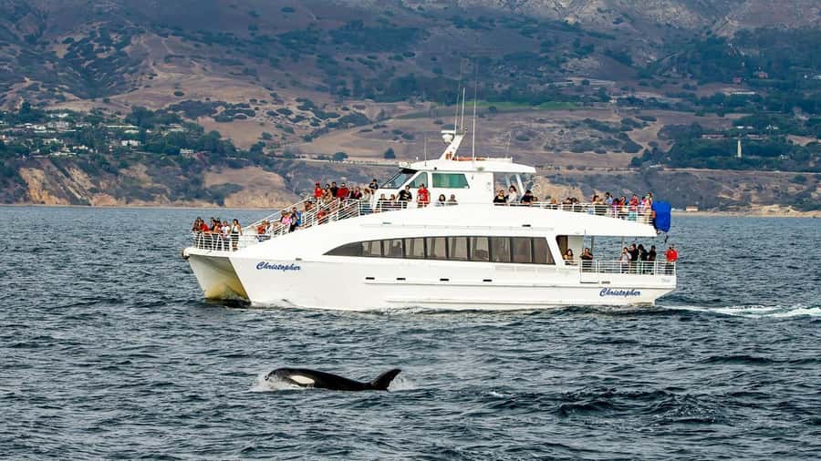 Long Beach: Whale and Dolphin Watching Cruise - The Harbor Breeze catamarans: comfort, stability, and wildlife-friendly tech