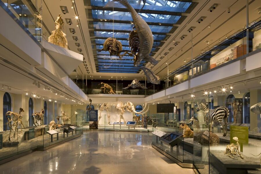 Los Angeles: Natural History Museum of LA Entry Ticket - Age of Mammals: Evolution in 65 Million Years of Reach