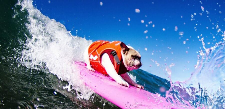 Los Angeles: Surfing Lesson in Venice Beach - On Land: Pop Ups, Ocean Basics, and Safety First
