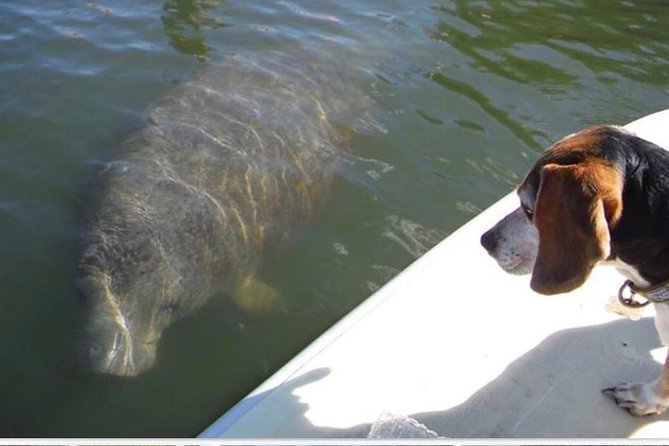 Lovers Key Guided Eco Tour-Mangrove Estuary - Key Highlights You’ll Care About