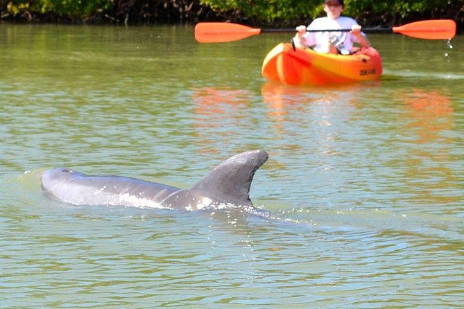 Lovers Key Guided Eco Tour-Mangrove Estuary - What Lovers Key Eco Touring Is Really Like