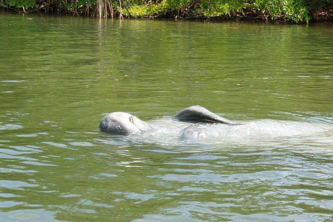 Lovers Key Guided Eco Tour-Mangrove Estuary - When You’ll See Manatees (and What to Do If You Don’t)