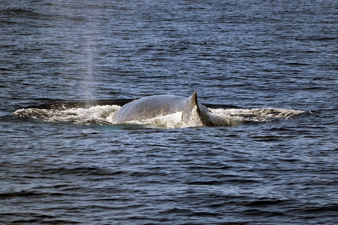 Luxury Snorkel Cruise, Local Buffet with Whale & Dolphin Watch - The Snorkel Stop: What You Get in the Water