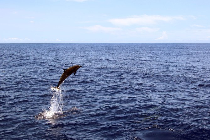 Luxury Snorkel Cruise, Local Buffet with Whale & Dolphin Watch - Shower, Restroom, and the Little Comfort Wins