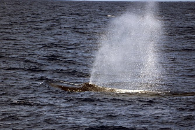 Luxury Snorkel Cruise, Local Buffet with Whale & Dolphin Watch - The Hawaiian Buffet: Real Food, Real Portions, Real Dessert