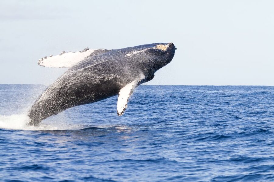 Ma'alaea Harbor: Whale Watching Tour Aboard Power Catamaran - Key things that make this whale tour worth your time