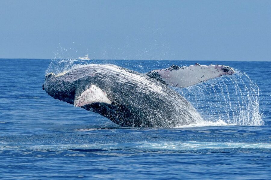 Ma'alaea Harbor: Whale Watching Tour Aboard Power Catamaran - Meeting point and the parking reality near Maui Harbor Shops