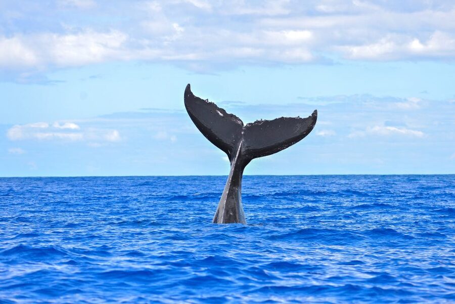 Ma'alaea Harbor: Whale Watching Tour Aboard Power Catamaran - The 2-hour cruise plan: what happens after you board