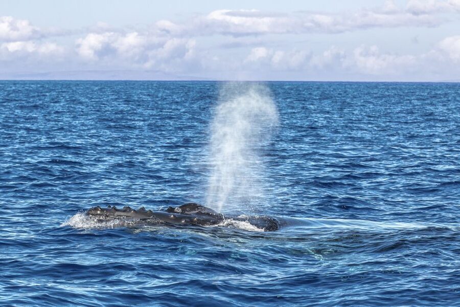 Ma'alaea Harbor: Whale Watching Tour Aboard Power Catamaran - Whale behavior highlights: fin and tail slaps, spy-hops, and breaches