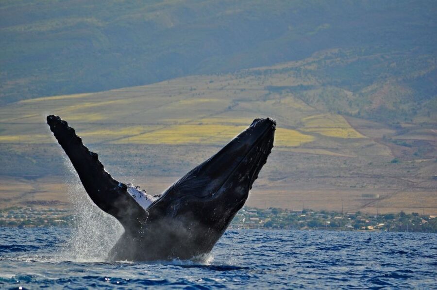 Ma'alaea Harbor: Whale Watching Tour Aboard Power Catamaran - Hearing humpback songs with the underwater hydrophone