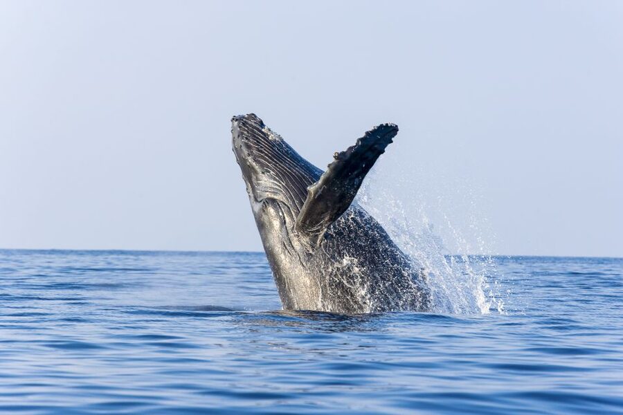 Ma'alaea Harbor: Whale Watching Tour Aboard Power Catamaran - Drinks, restrooms, and what you should budget for