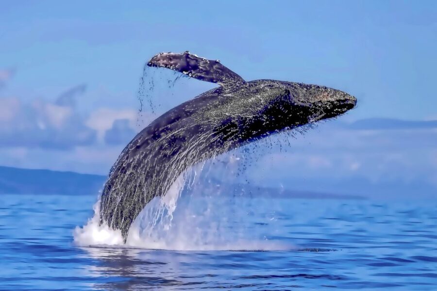 Ma'alaea Harbor: Whale Watching Tour Aboard Power Catamaran - Quick notes that can improve your day