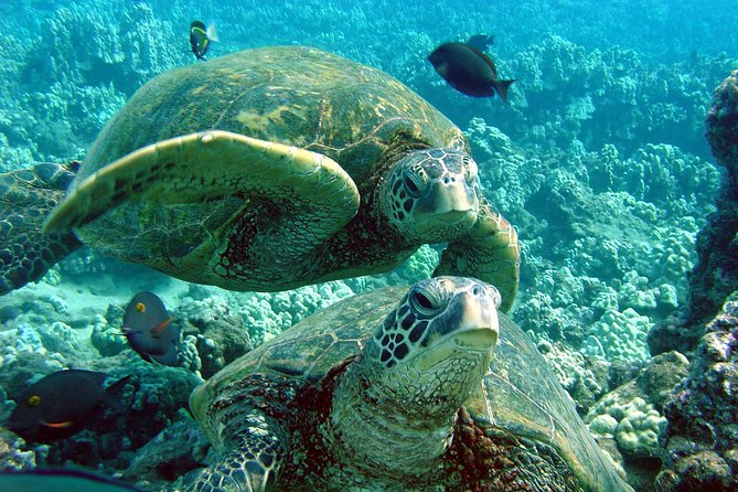 Makena Turtle Town Eco Adventure in Maui - Snorkel Time at Turtle Town: Two Stops and Real Reef Minutes