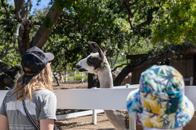 Malibu: Guided Vineyard Hike with Photo Stops and Wine - Wine to-go: what you get, what you should expect, and how to plan your mood